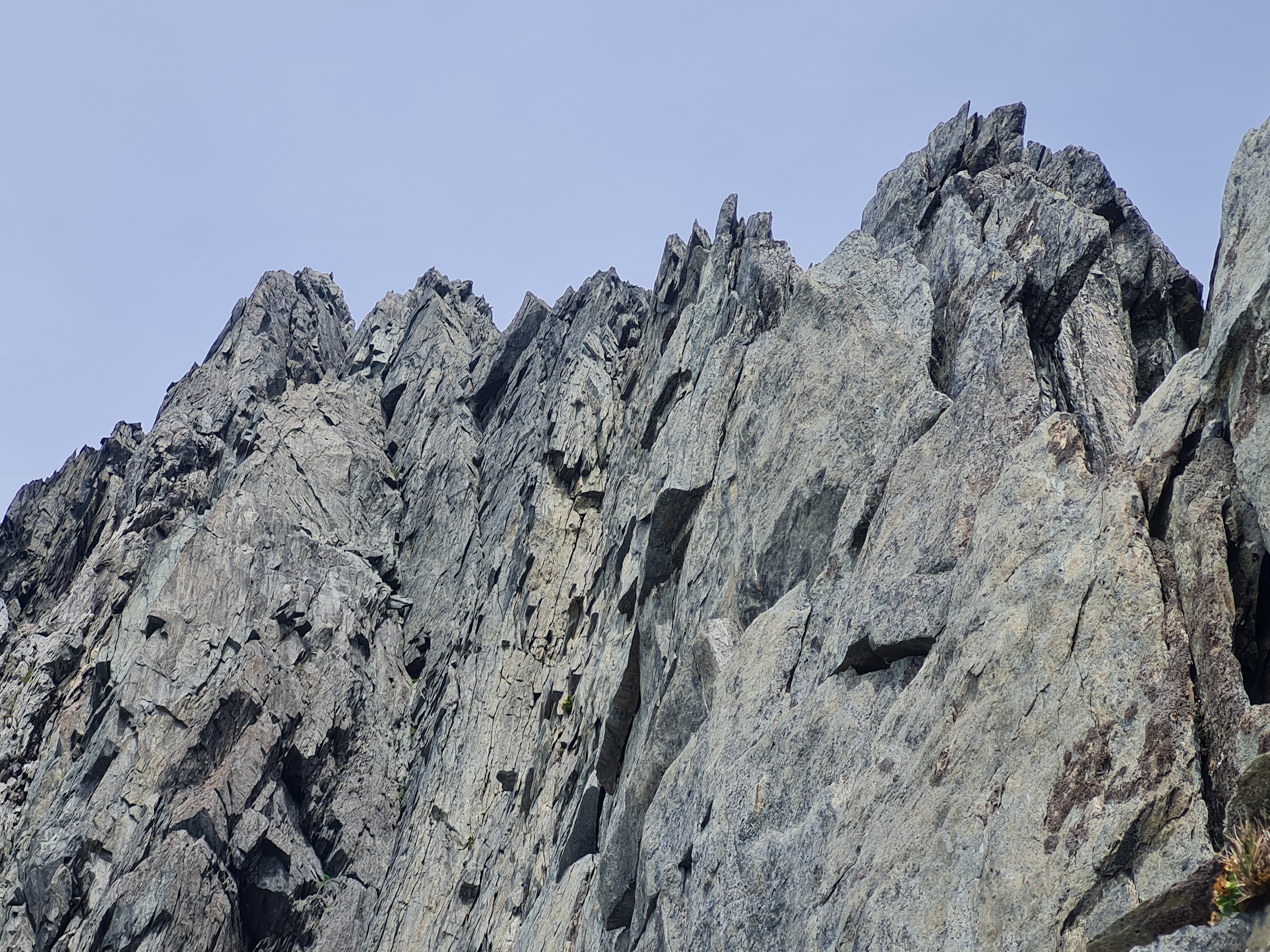 Looking up the crest of the central rib, revealing it's sharp, serrated nature.