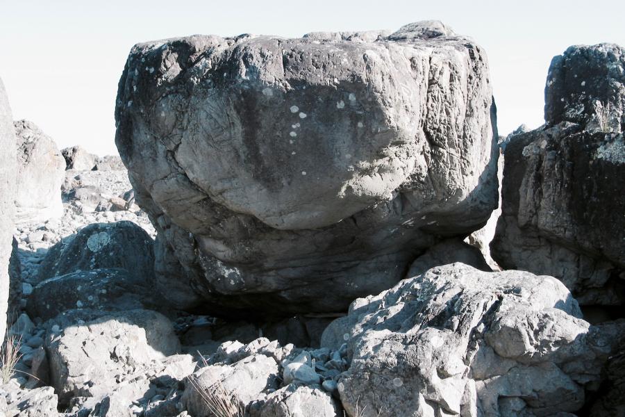 Hacking Seal, Eastern Block. Photo: Kristen Foley